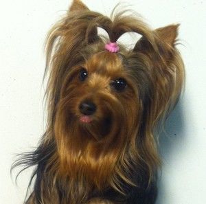 Meet your Posher, Ladonna